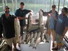 (08/24/2018) - Nice Striped Bass